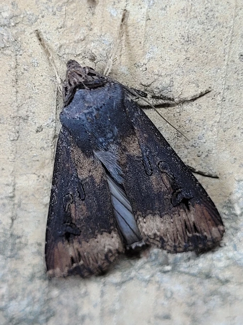 Agrotis ipsilon - nagy földibagoly