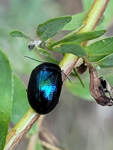 Chrysolina cuprina - pontozott orbáncfűlevelész