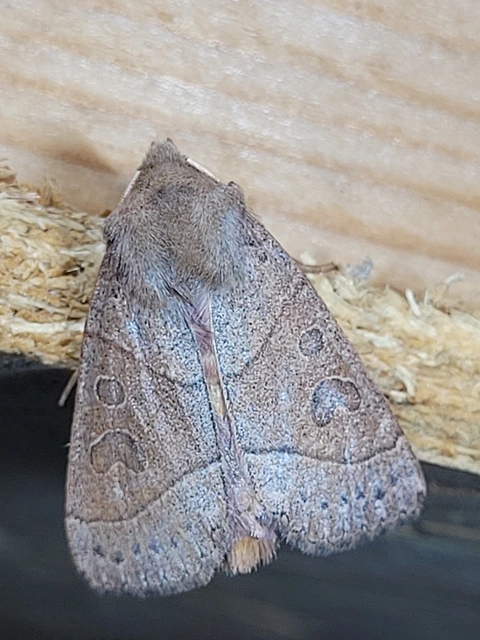 Mesogona acetosellae - madársóskabagoly