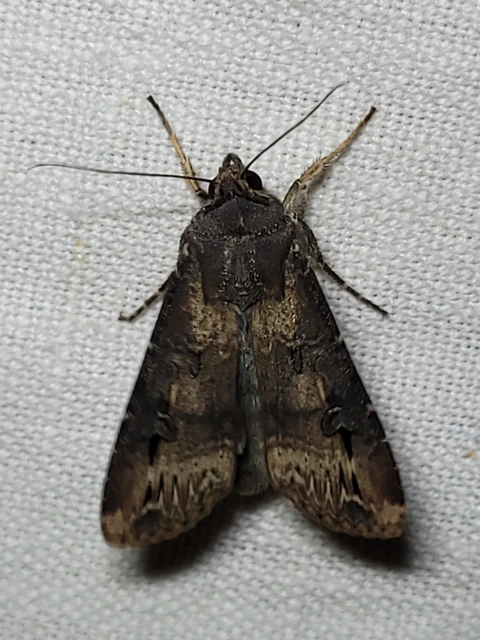 Agrotis ipsilon - nagy földibagoly