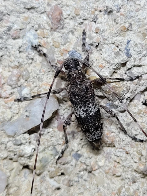 Acanthocinus griseus - szürke daliáscincér