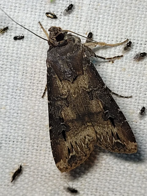 Agrotis ipsilon - nagy földibagoly