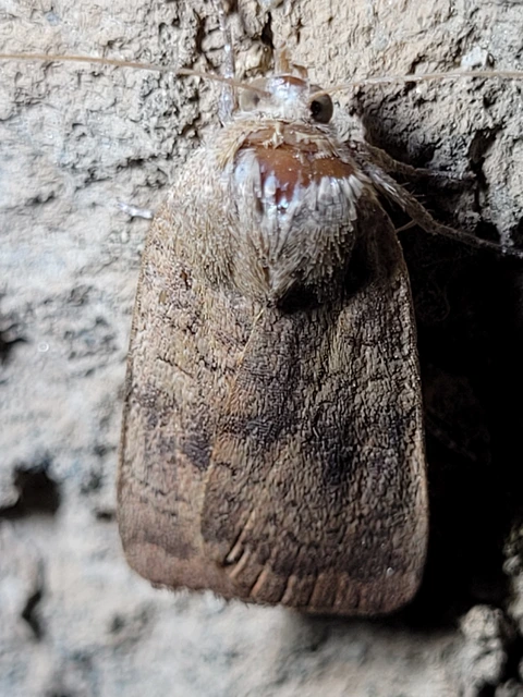 Noctua interjecta - zömök sárgafűbagoly