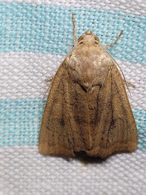 Noctua interjecta - zömök sárgafűbagoly