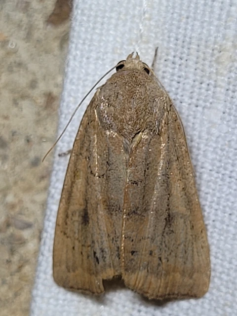 Noctua interjecta - zömök sárgafűbagoly