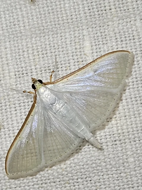 Palpita vitrealis - hófehér tűzmoly