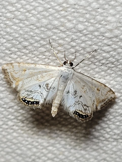 Cataclysta lemnata - békalencsemoly