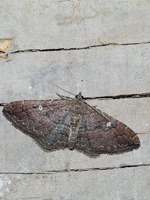 Orthonama obstipata - vándoraraszoló