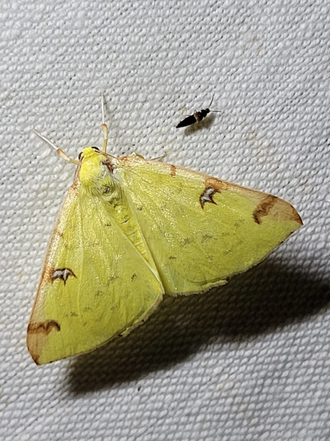 Opisthograptis luteolata - citromsárga araszoló