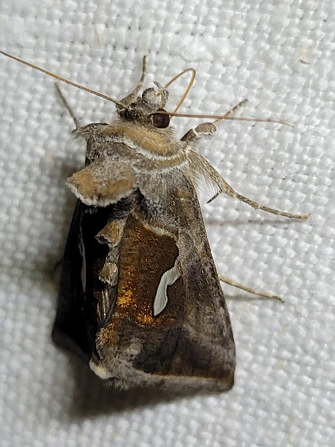 Macdunnoughia confusa - cseppfoltos ezüstbagoly
