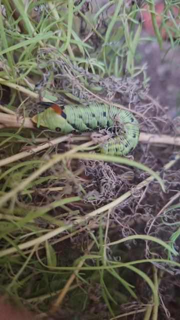 Agrius convolvuli - szulákszender