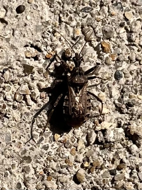 Coranus