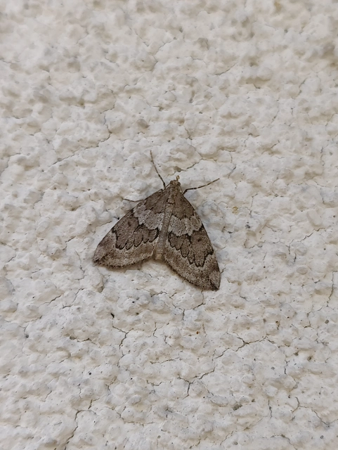 Thera juniperata - boróka-araszoló