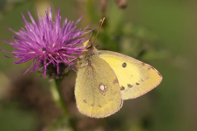 Colias erate - csángó-kéneslepke
