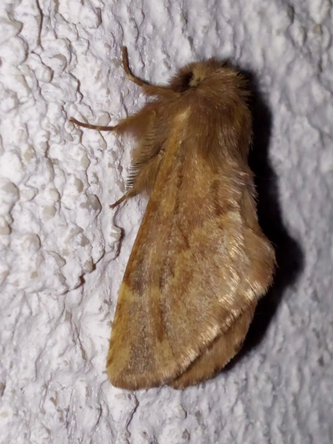 Ptilophora plumigera - tollas púposszövő
