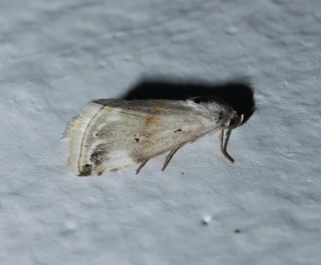 Eublemma ostrina - hosszúszárnyú törpebagoly