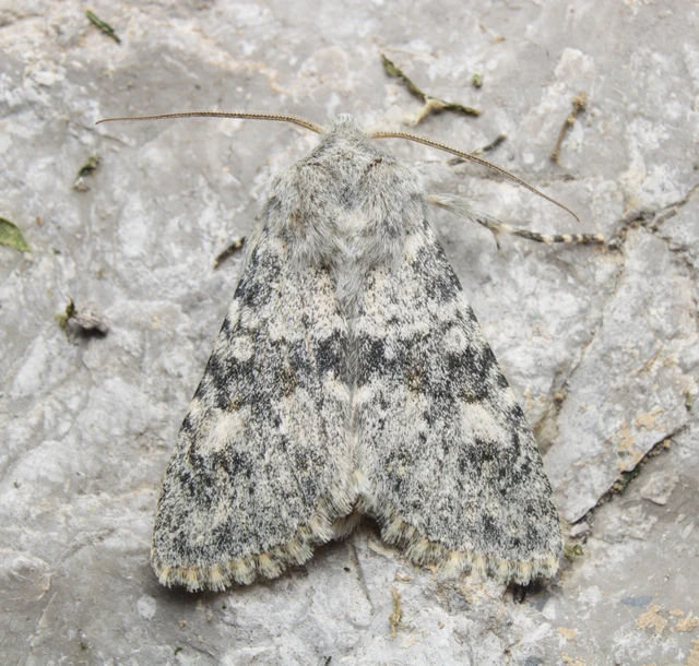 Polymixis rufocincta isolata - magyar tarkabagoly