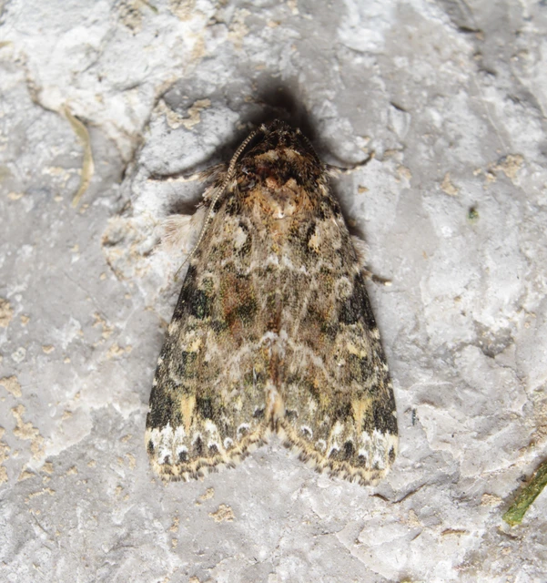 Callopistria latreillei - gyöngypettyes bagoly