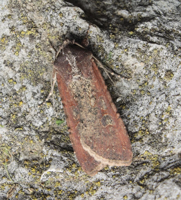 Peridroma saucia - vándor földibagoly