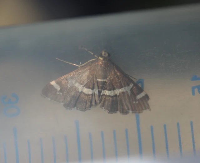Spoladea recurvalis - trópusi tűzmoly