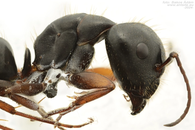 Camponotus aethiops - szőrös lóhangya