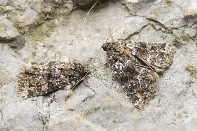 Callopistria latreillei - gyöngypettyes bagoly