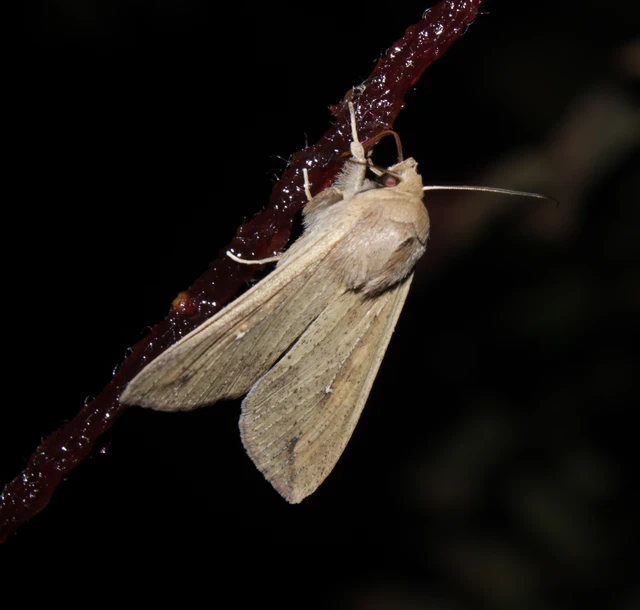Mythimna unipuncta - hordabagoly