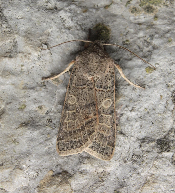 Anchoscelis humilis - olajbarna őszibagoly