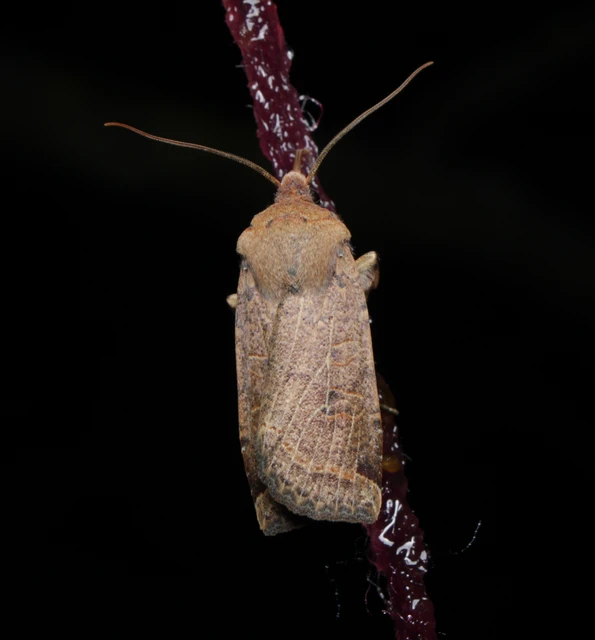 Conistra veronicae - veronika-őszibagoly