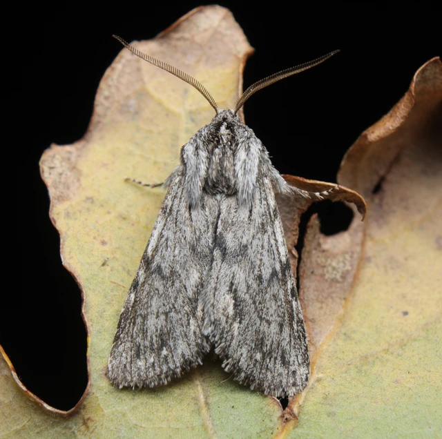 Asteroscopus syriaca decipulae - Kovács bundásbaglya