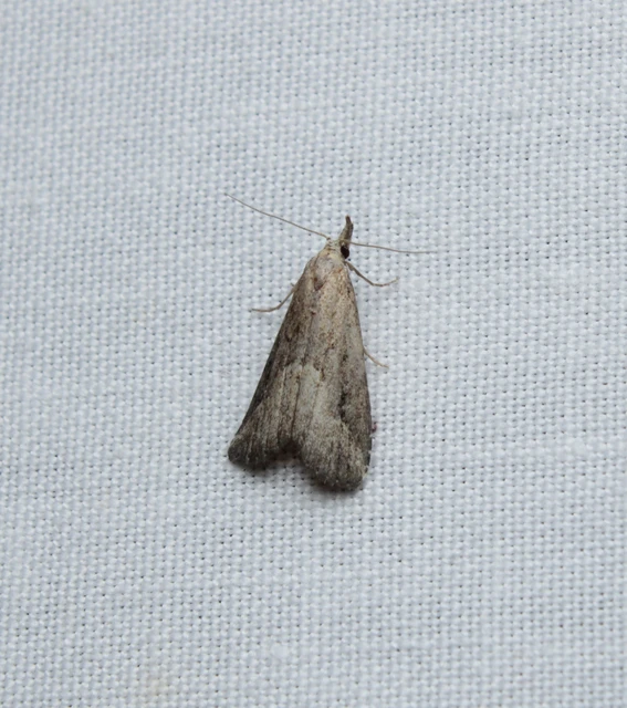 Schrankia costaestrigalis - keskenyszárnyú karcsúbagoly