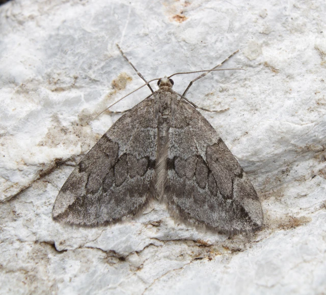 Thera juniperata - boróka-araszoló