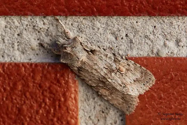 Lithophane ornitopus - közönséges fabagoly