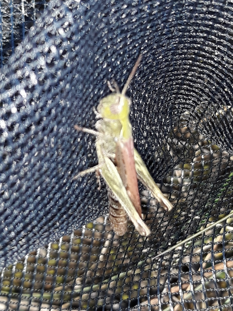 Chorthippus mollis - halk tarlósáska