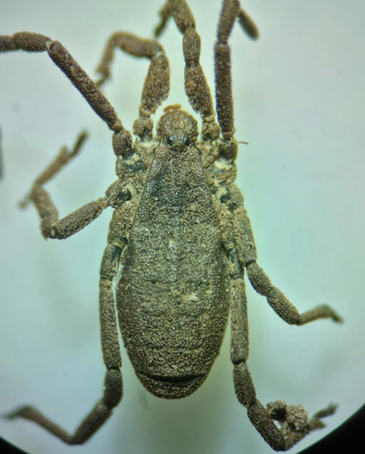 Opiliones - Kaszáspókok