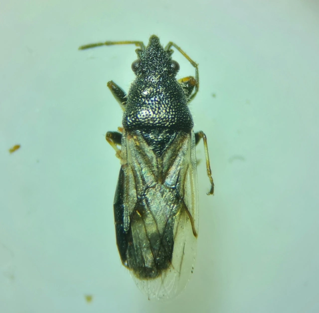 Metopoplax origani - szélesfejű bodobács