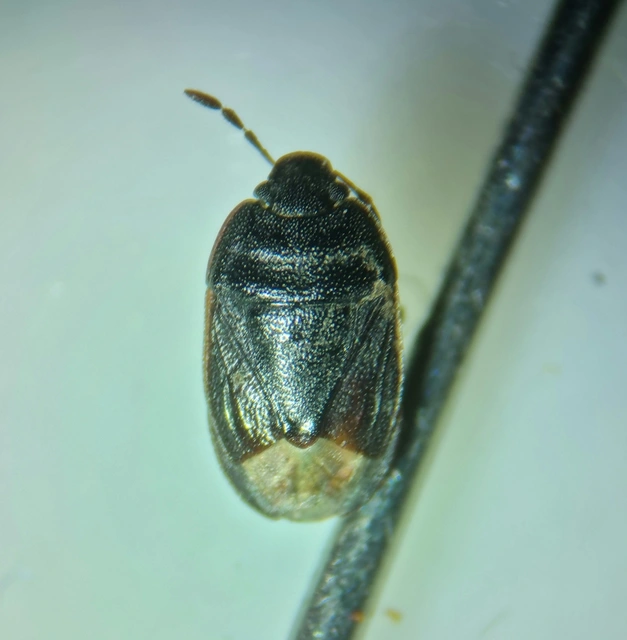 Ochetostethus opacus - törpe földipoloska