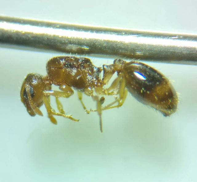 Temnothorax parvulus - apró kéreghangya