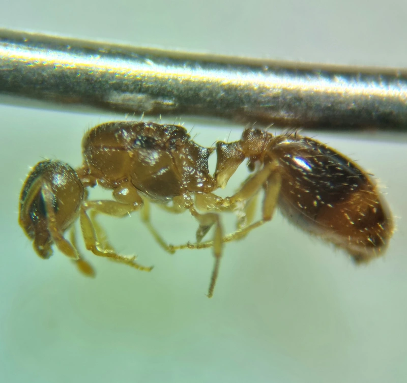 Temnothorax parvulus - apró kéreghangya