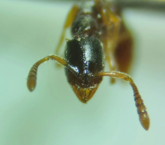 Ponera