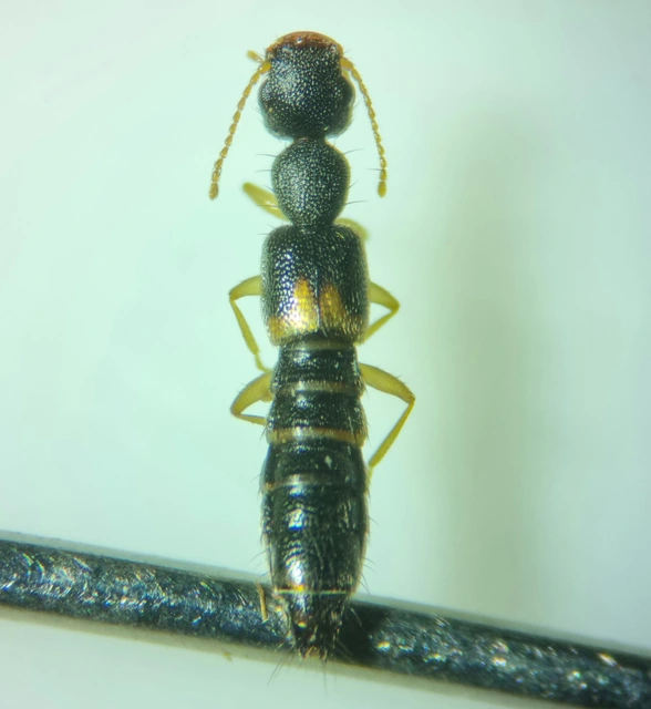 Astenus lyonessius - közönséges köviholyva