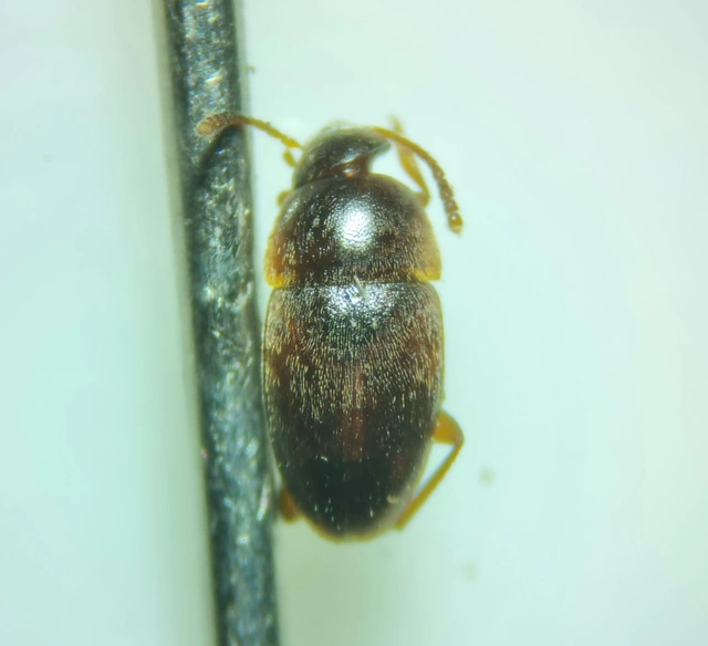 Leiodidae - pecebogárfélék Leiodidae - pecebogárfélék