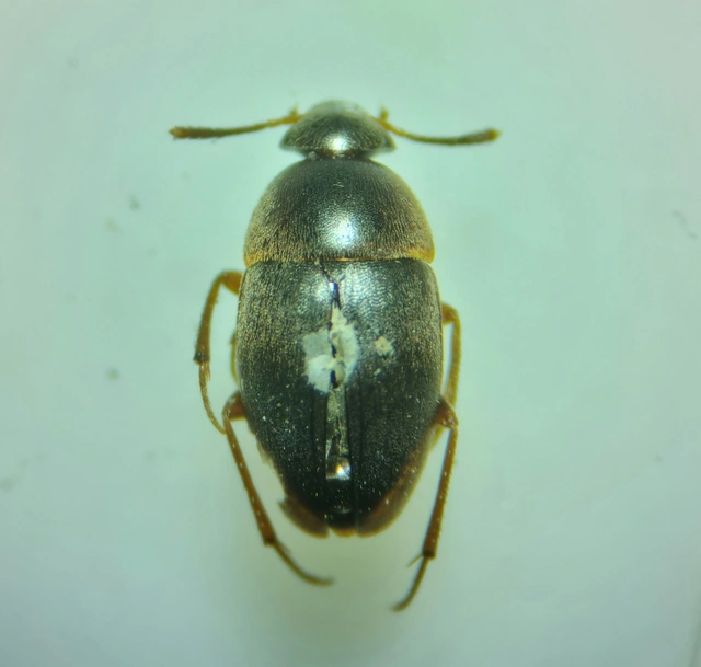 Leiodidae - pecebogárfélék Leiodidae - pecebogárfélék