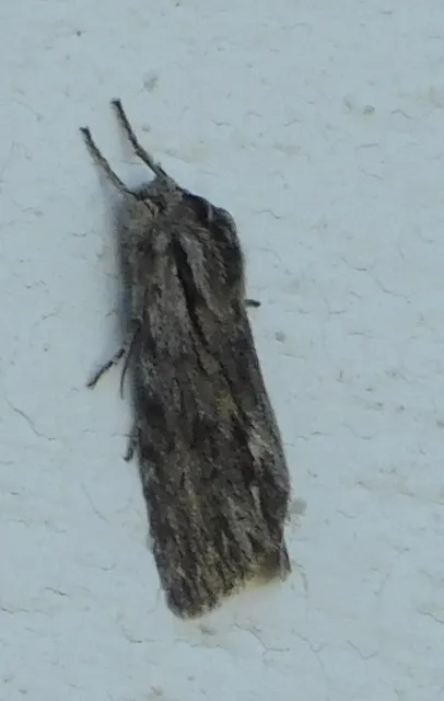 Asteroscopus sphinx - csillagnéző bundásbagoly