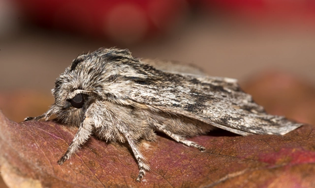 Asteroscopus sphinx - csillagnéző bundásbagoly