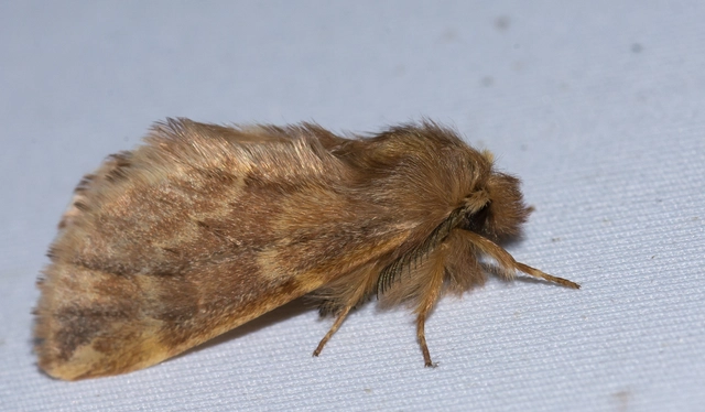 Ptilophora plumigera - tollas púposszövő