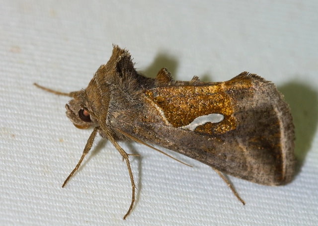 Macdunnoughia confusa - cseppfoltos ezüstbagoly