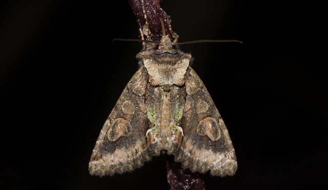 Allophyes oxyacanthae - galagonyabagoly