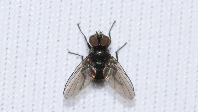 Tachinidae - fürkészlegyek
