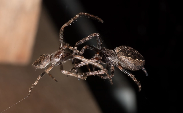 Nuctenea umbratica - közönséges rés-keresztespók